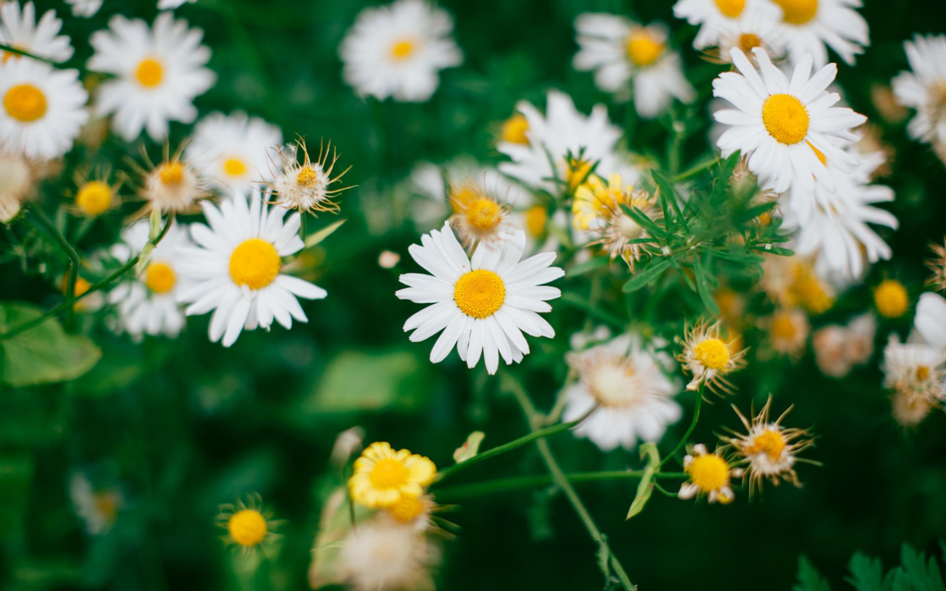 Blumen Unsplash