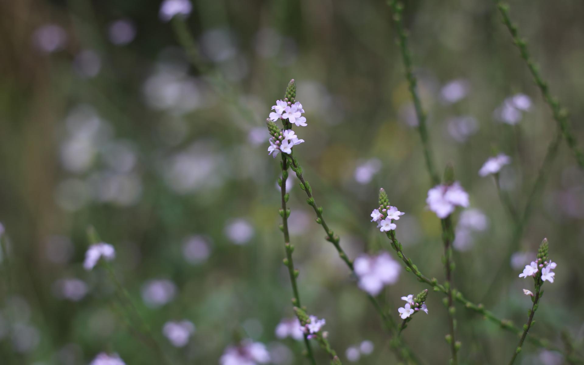 Verbena officinalis Bitteres Eisenkraut