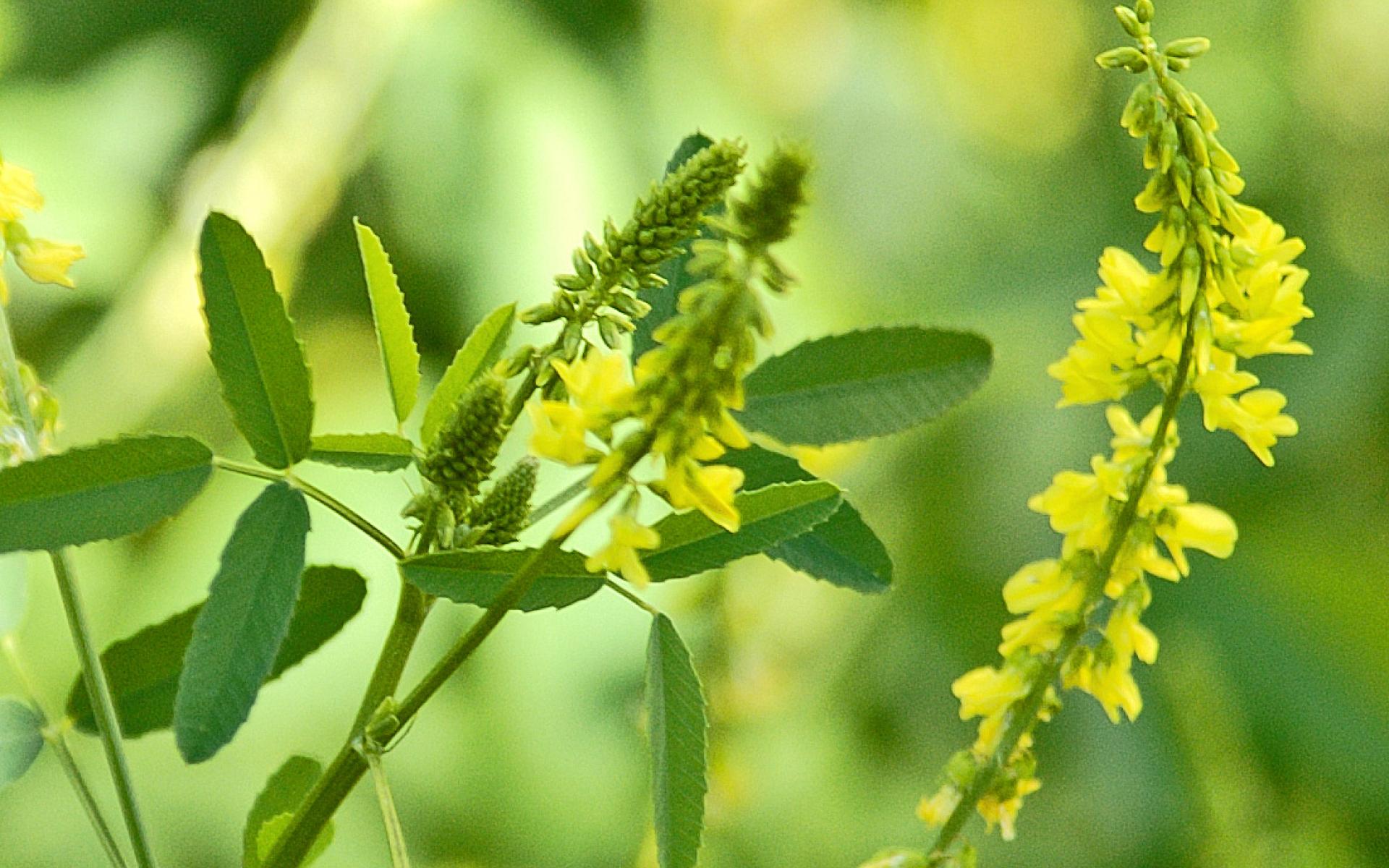 Melilotus officinalis L.