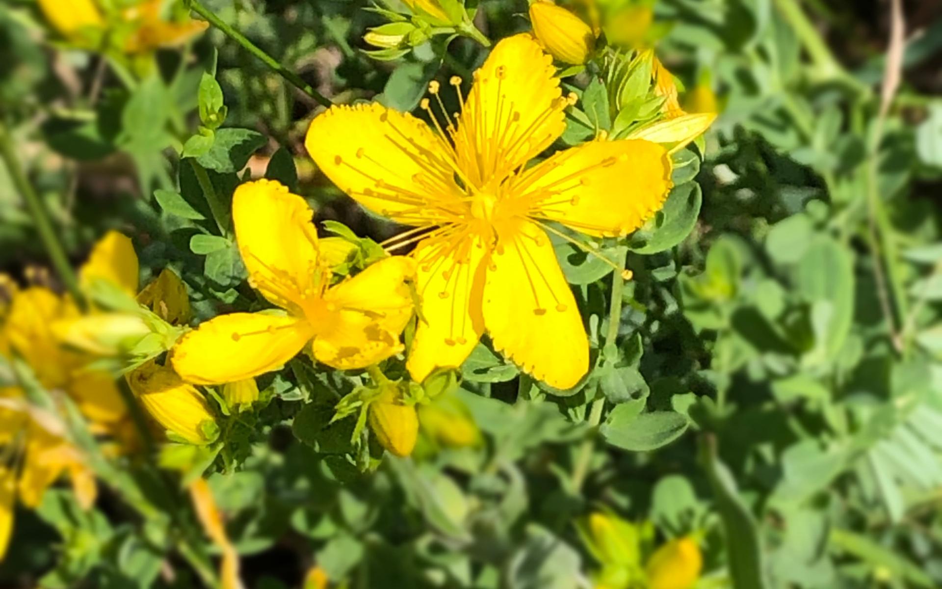 Hypericum perforatum